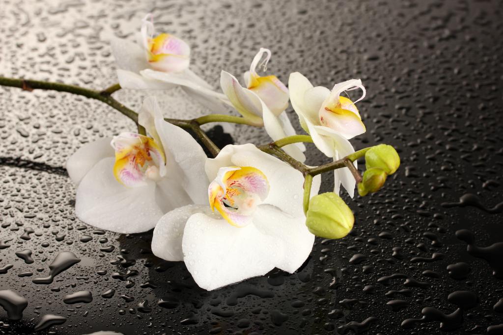 美丽的白色兰花花湿黑色表面上