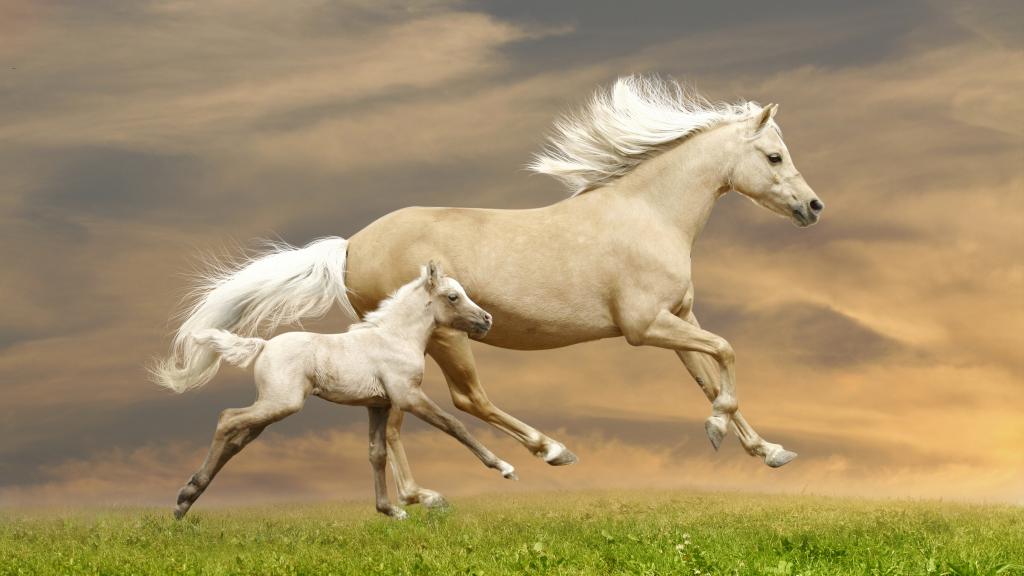 美丽的马与跳跃在绿色草地上的小马驹