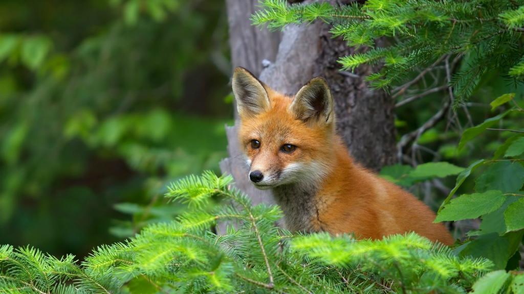 在针叶树丛中的狐狸