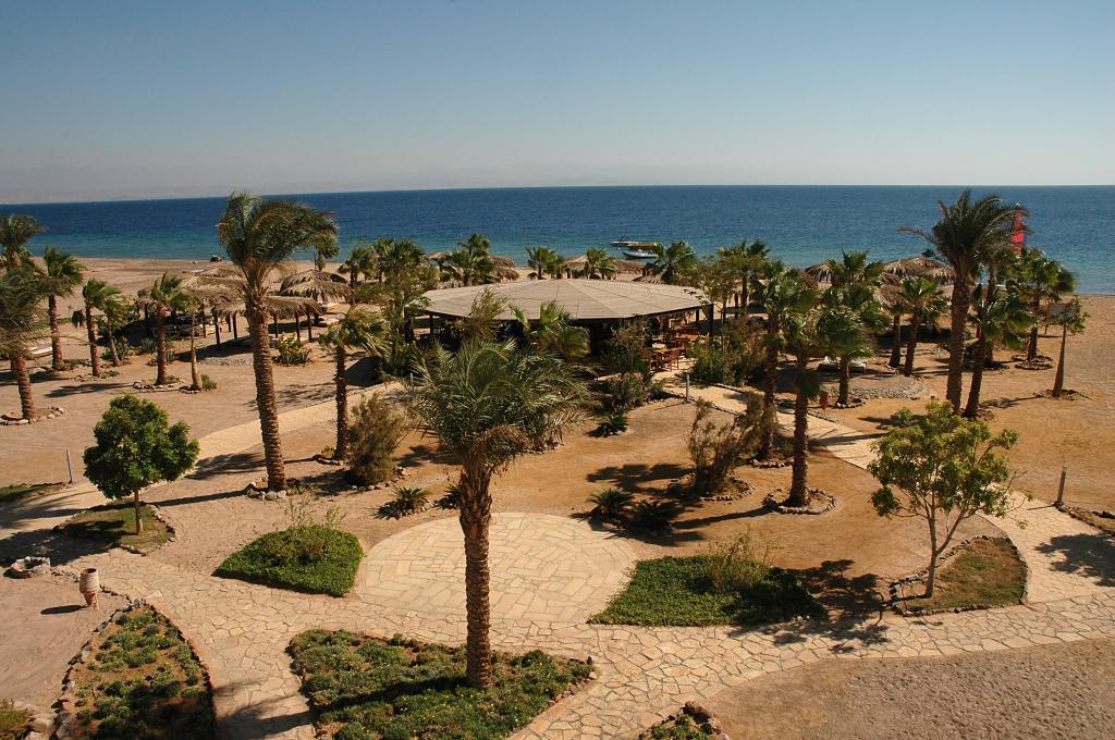 埃及塔巴度假村海滩上的棕榈树