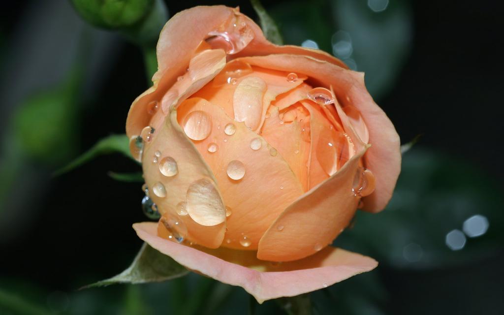 湿开花的玫瑰，鲜花