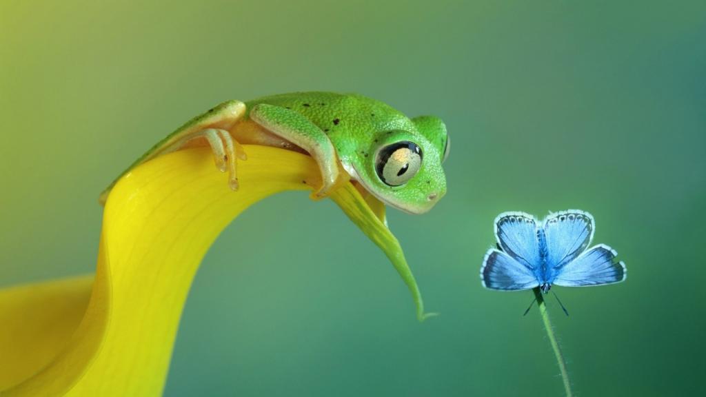 一只青蛙看着一只蝴蝶