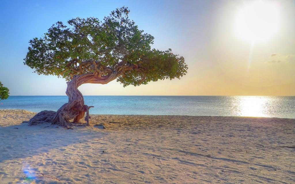 老树在沙滩上，阿鲁巴