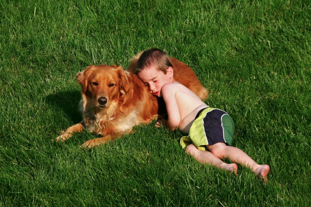 一个小男孩在绿草地上和一只金毛猎犬睡觉