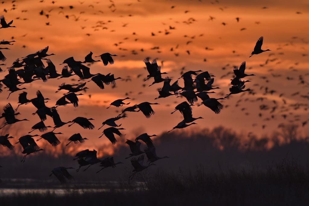 一群野鸭在日落背景上