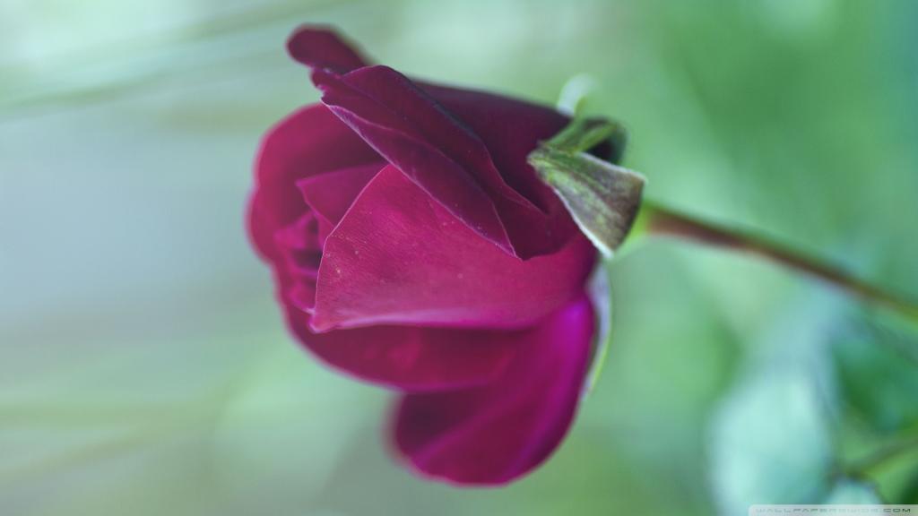 盛开的紫色玫瑰