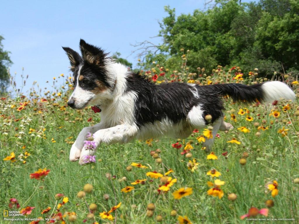 一个快乐的边境牧羊犬沿着花朵开放