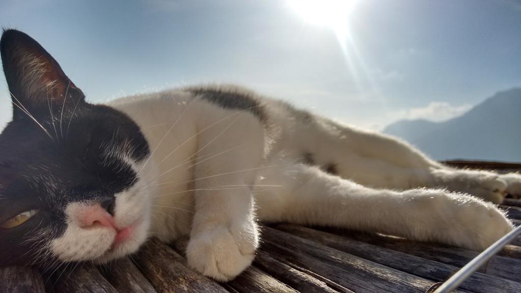 猫在太阳的光线下徘徊