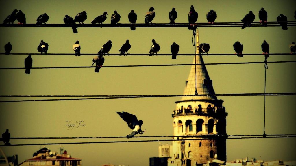 在电线上的鸽子在伊斯坦布尔
