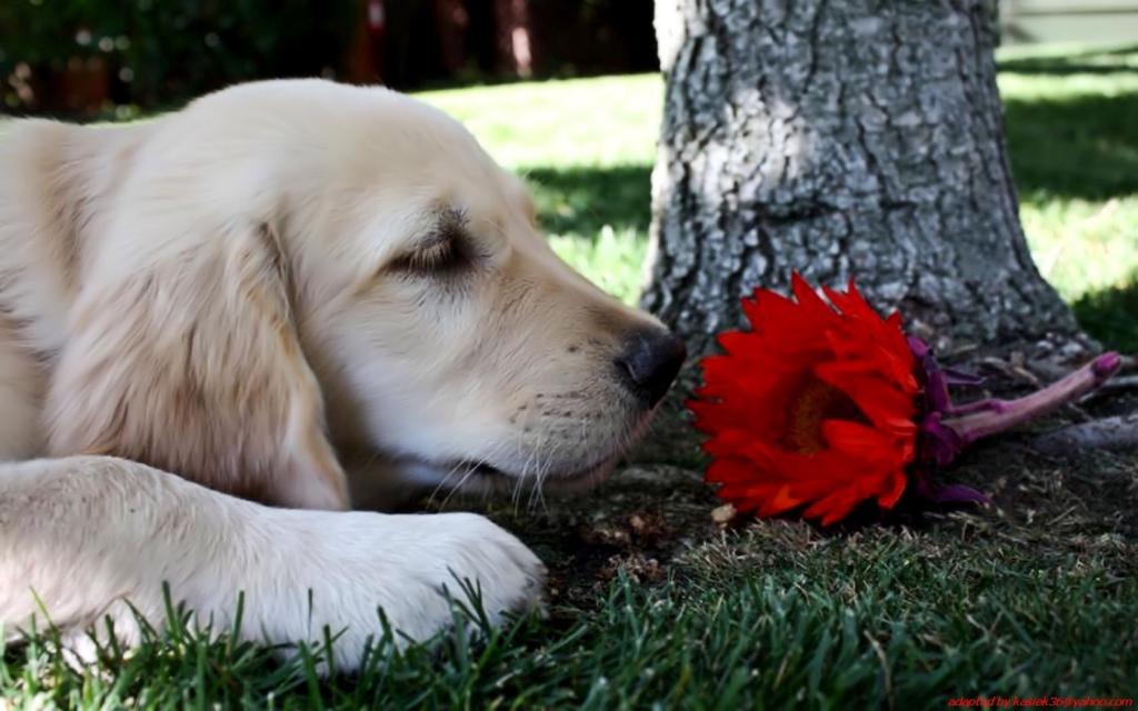 狗嗅着一朵花
