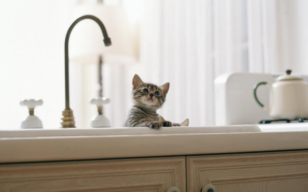 小猫沐浴在水槽里