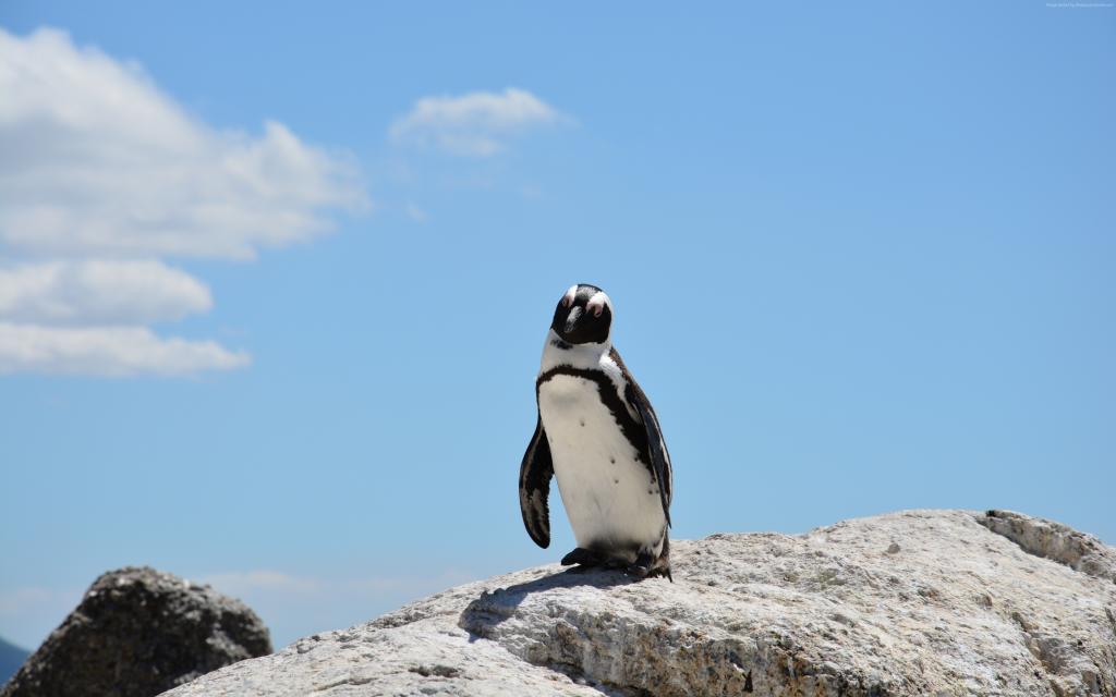 一只孤独的企鹅站在一块岩石上