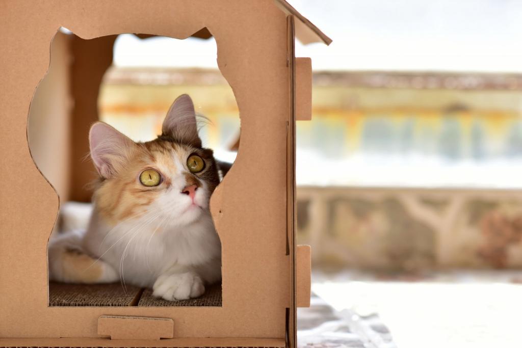 在一个纸板箱里的美丽红猫