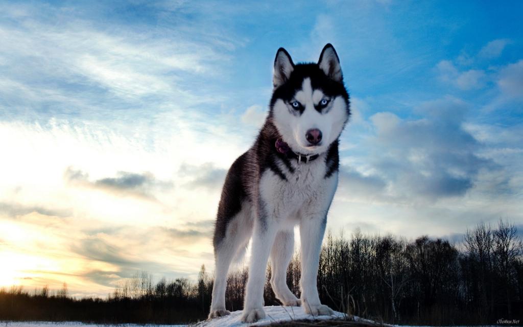 西伯利亚雪橇犬的蓝眼睛