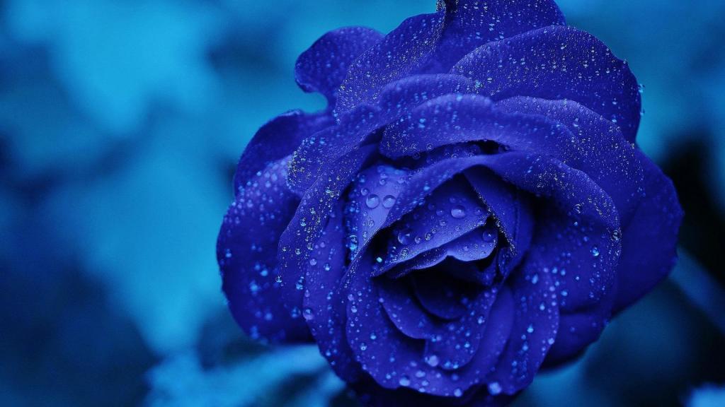 大雨过后的一朵蓝玫瑰