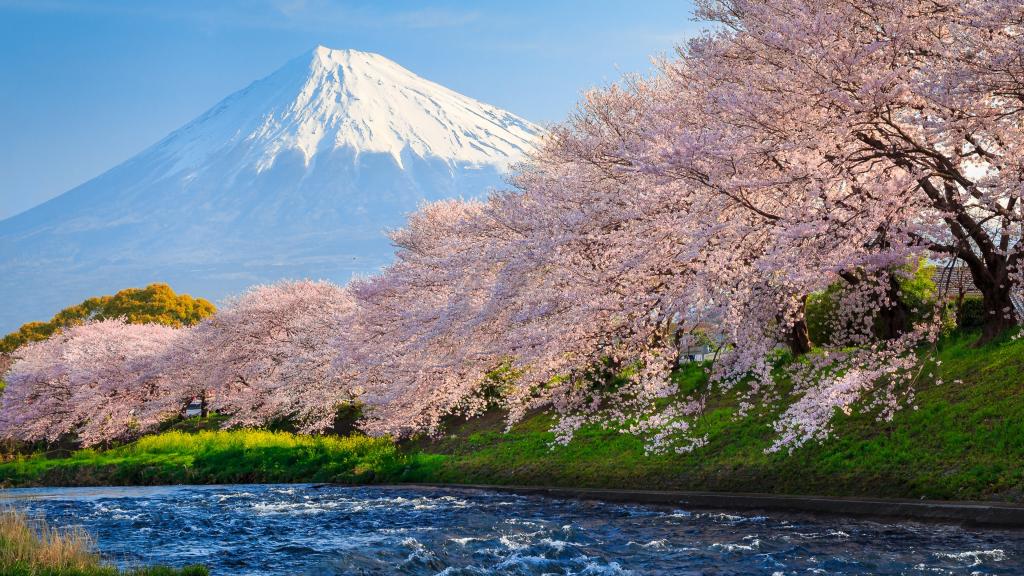 由富士山，日本背景的河上的粉红色开花樱花树