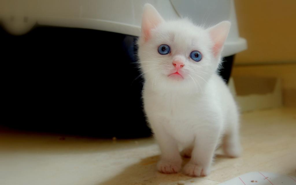 白色的小猫，蓝眼睛