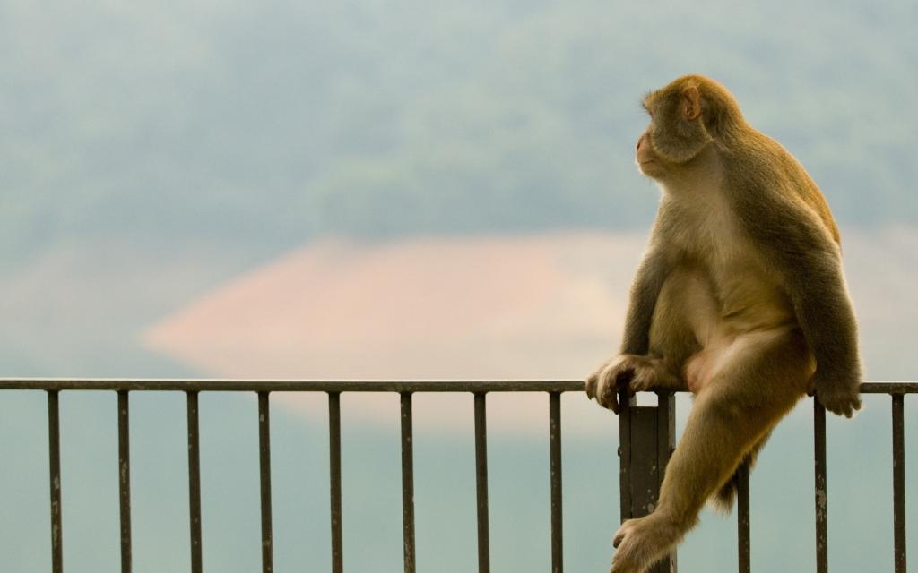 猴子坐在栅栏上