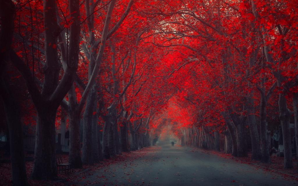 红色的秋天街道