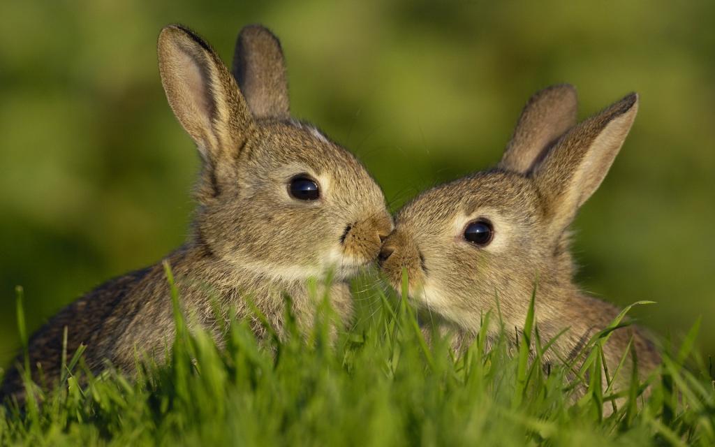 两只野兔