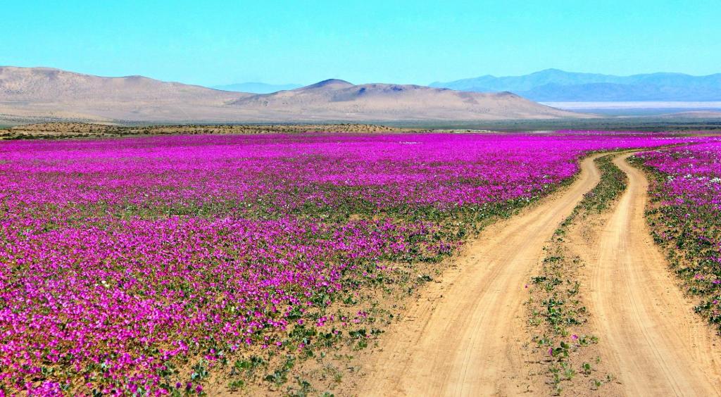 开花的沙漠阿塔卡马智利