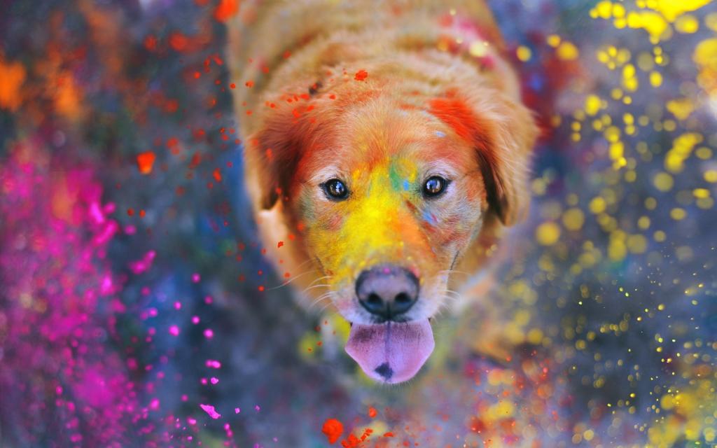 油漆在一只善良的狗的脸上