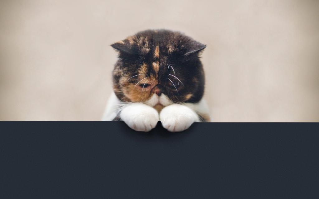 悲伤的小猫