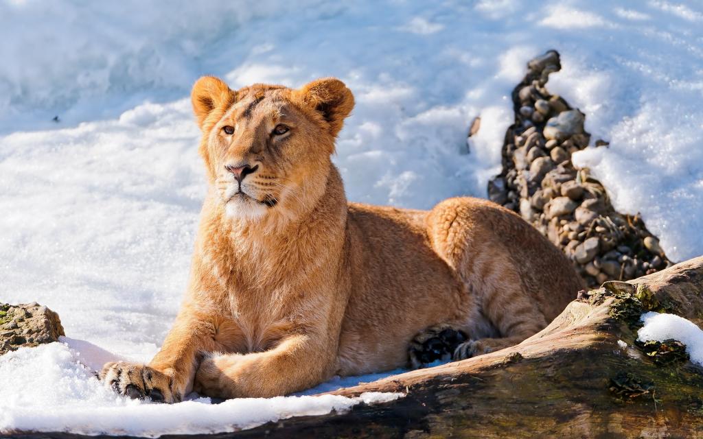 母狮在雪地里