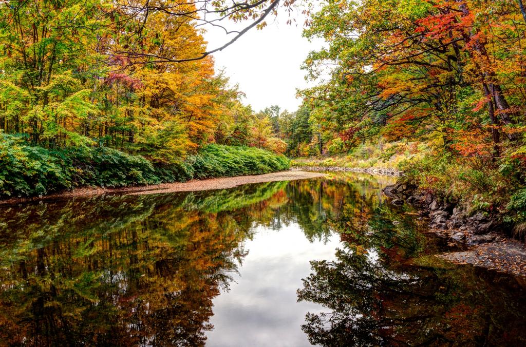 树木在秋天被反射在森林湖的水中