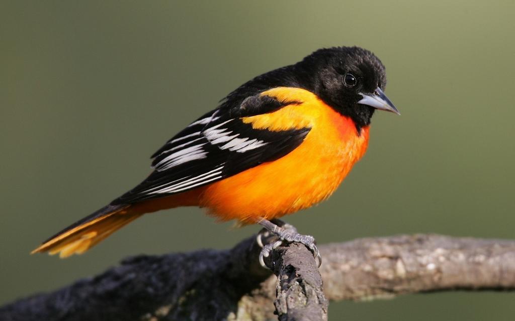 鸟与橙色的乳房和黑色的尾巴