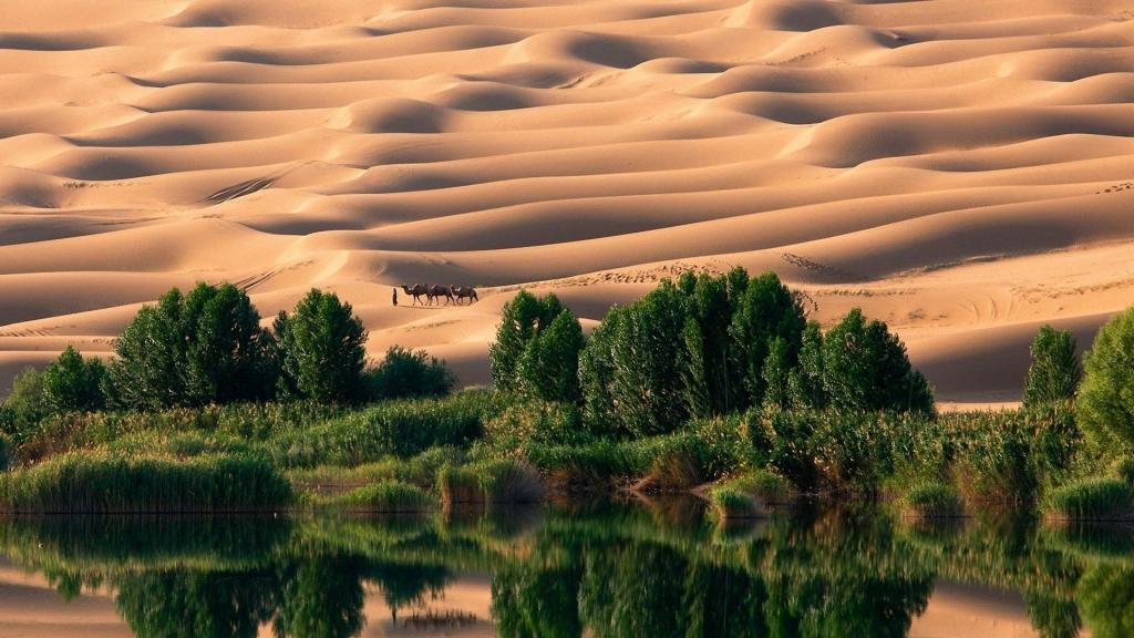 沙漠中的绿洲