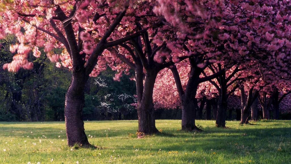 开花的春天树的美丽的照片
