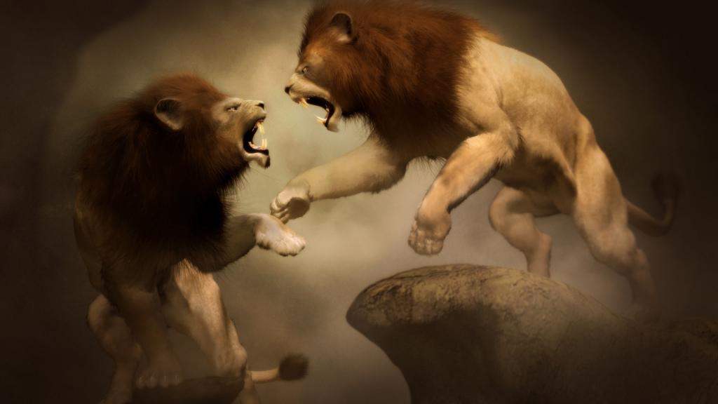 两只狮子的战斗