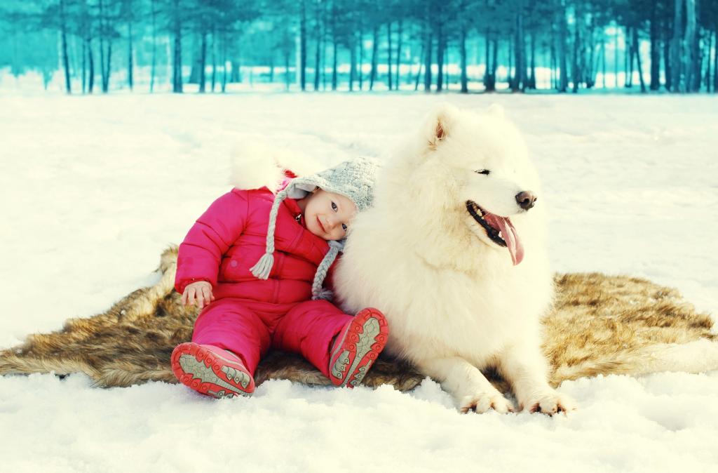 一个小女孩正坐在一只大萨摩耶犬的雪地上