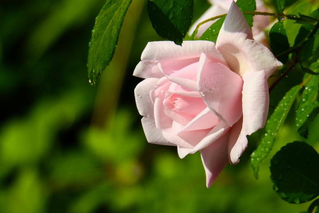 美丽的粉红色玫瑰露滴特写