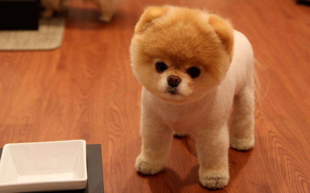 美丽的Pomeranian波美丝毛狗