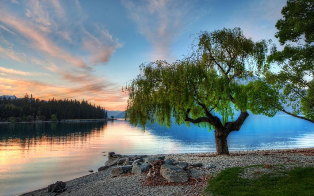 在湖的岸边的树