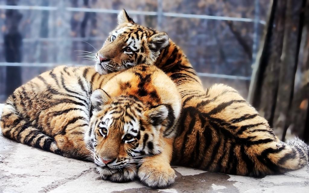 两只年轻的老虎