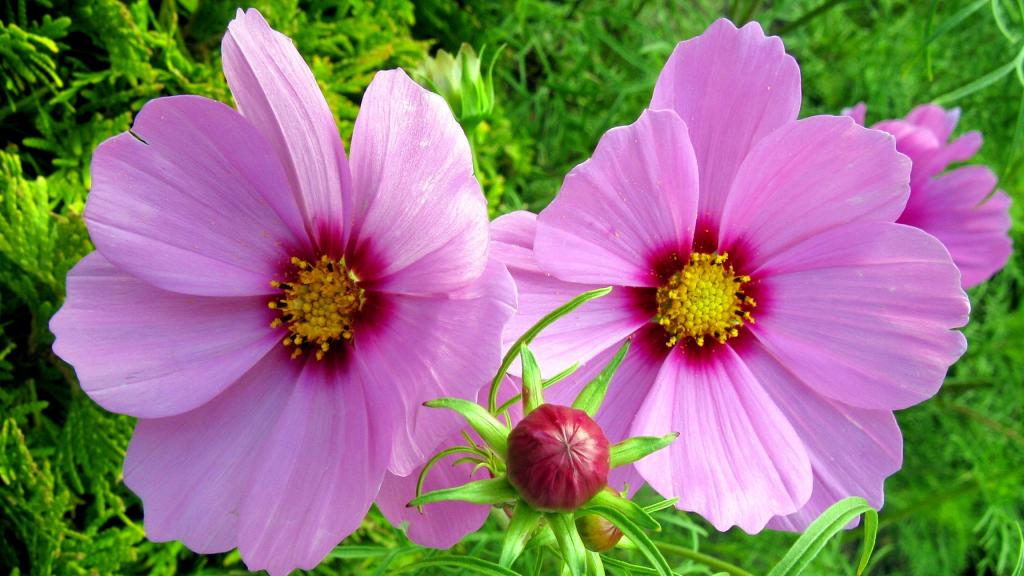 两芽粉红色的花朵