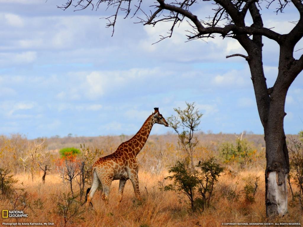 长颈鹿在非洲
