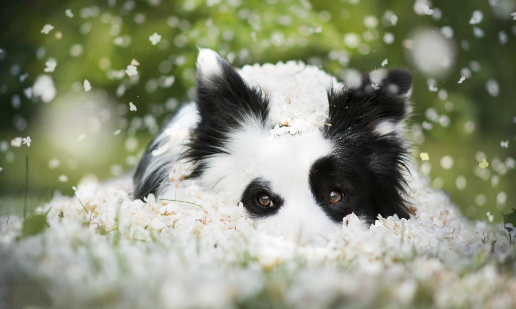 狗品种边境牧羊犬躺在白色的花朵上