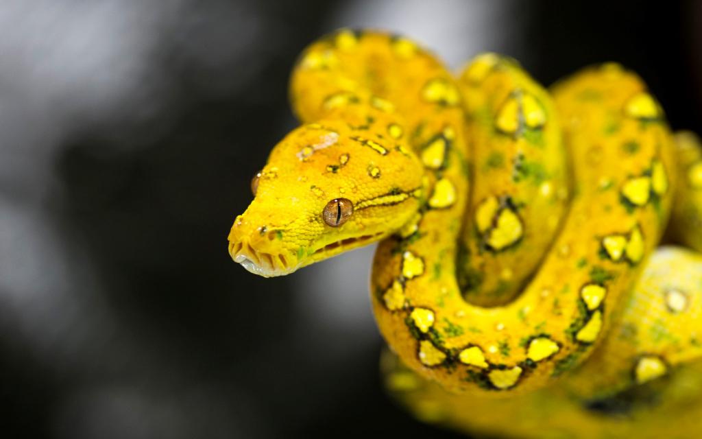 美丽的黄色蛇