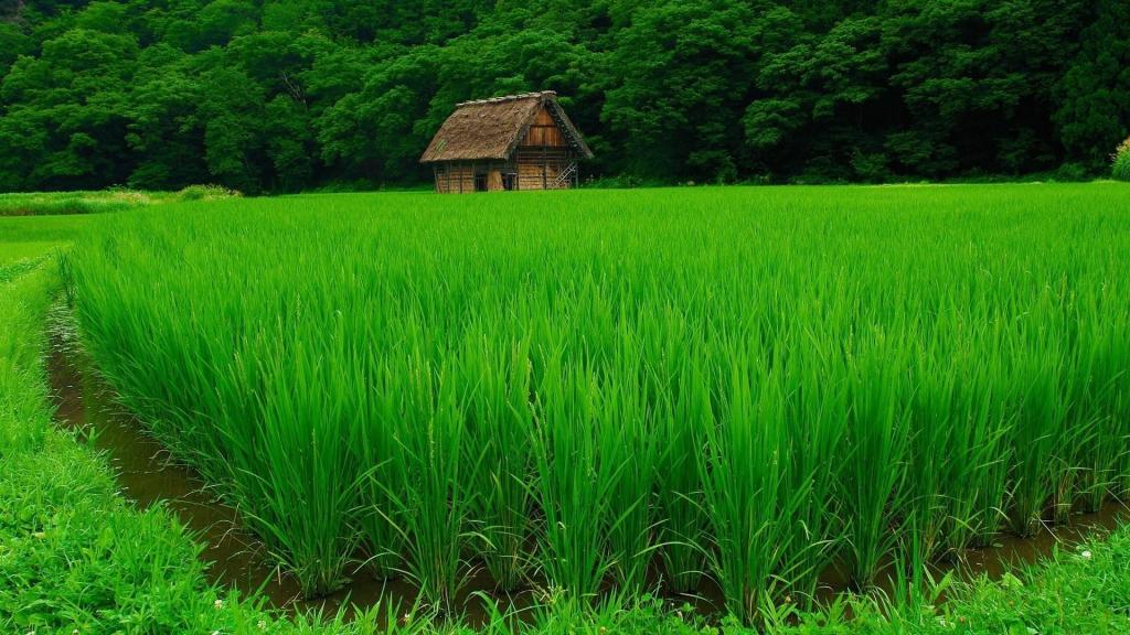 一个稻田后面的棚子