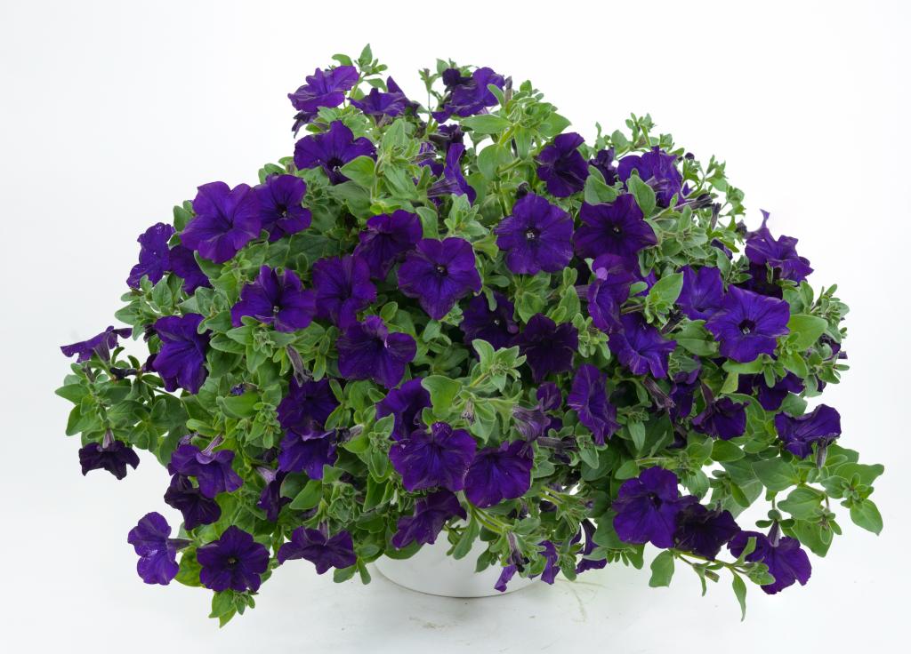 喇叭花紫罗兰色花在一个花瓶的在白色背景