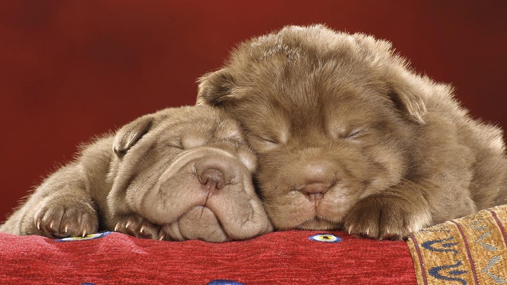 两个可爱的睡沙皮狗小狗