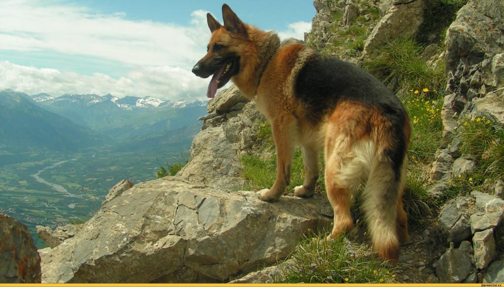 在岩石中的德国牧羊犬