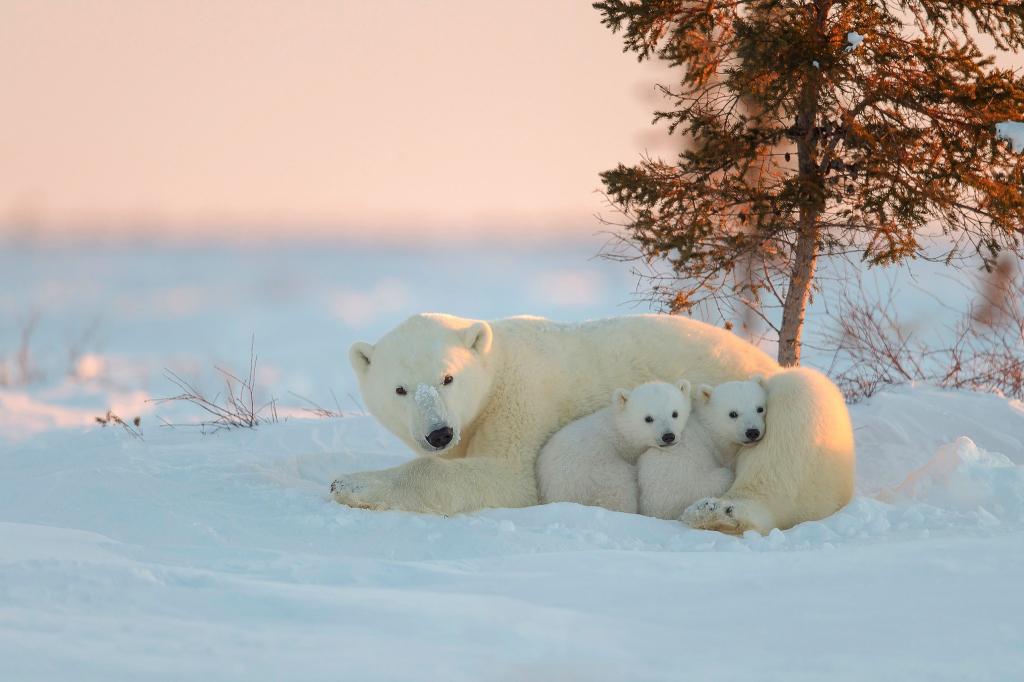 白熊和两个婴儿