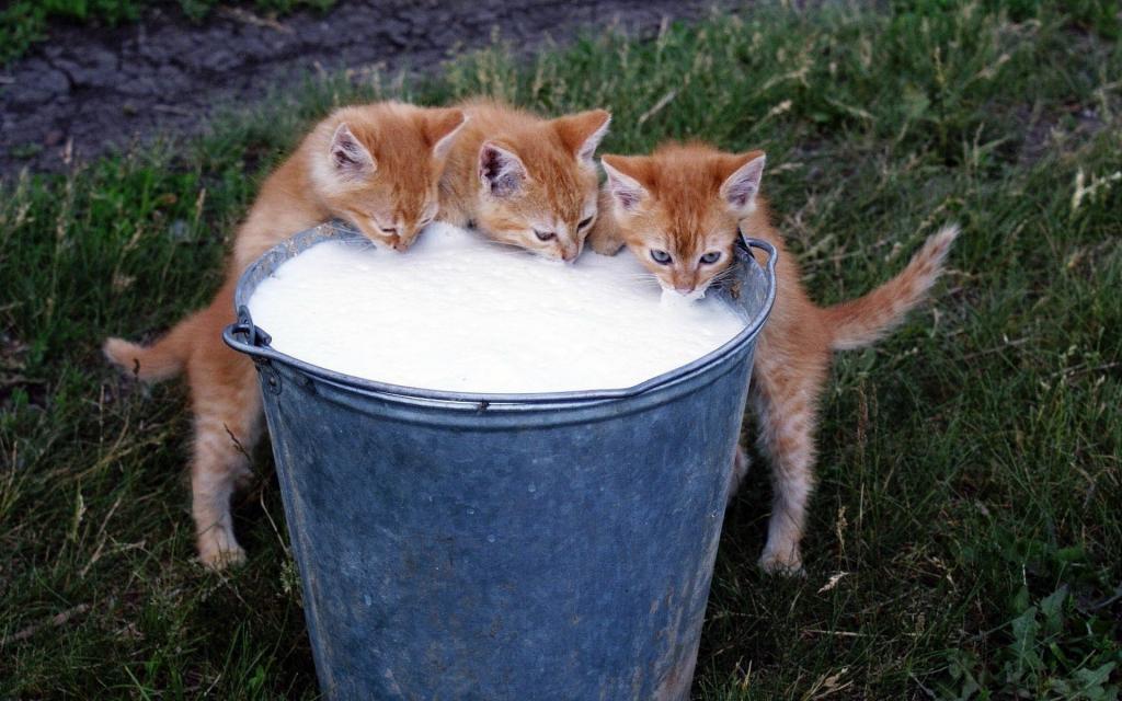 小猫和牛奶