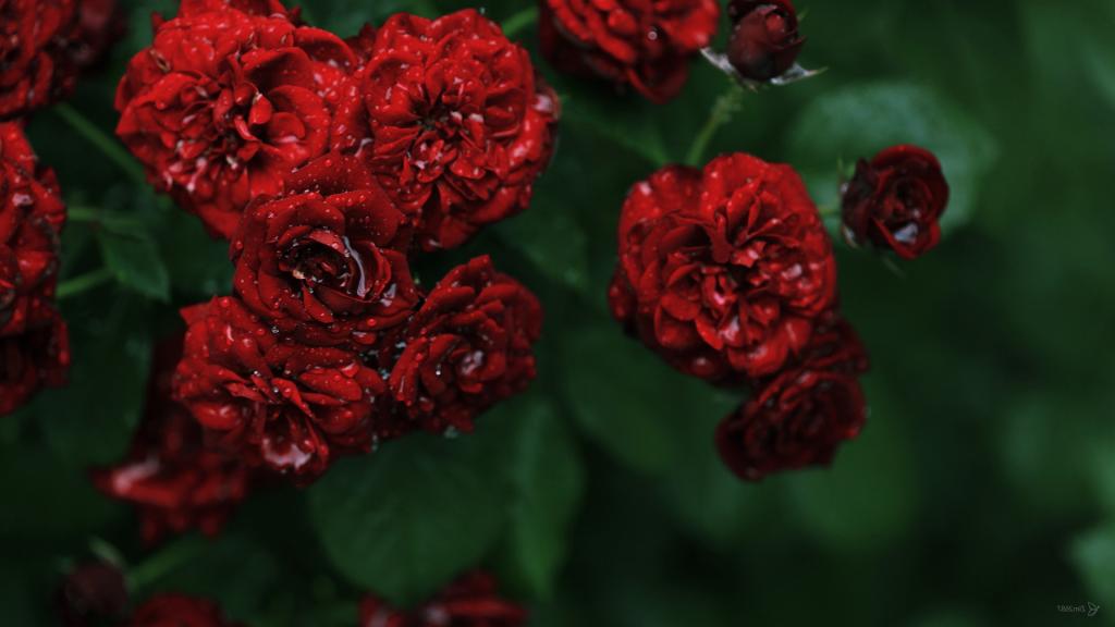 湿的花园红玫瑰在绿色的背景上
