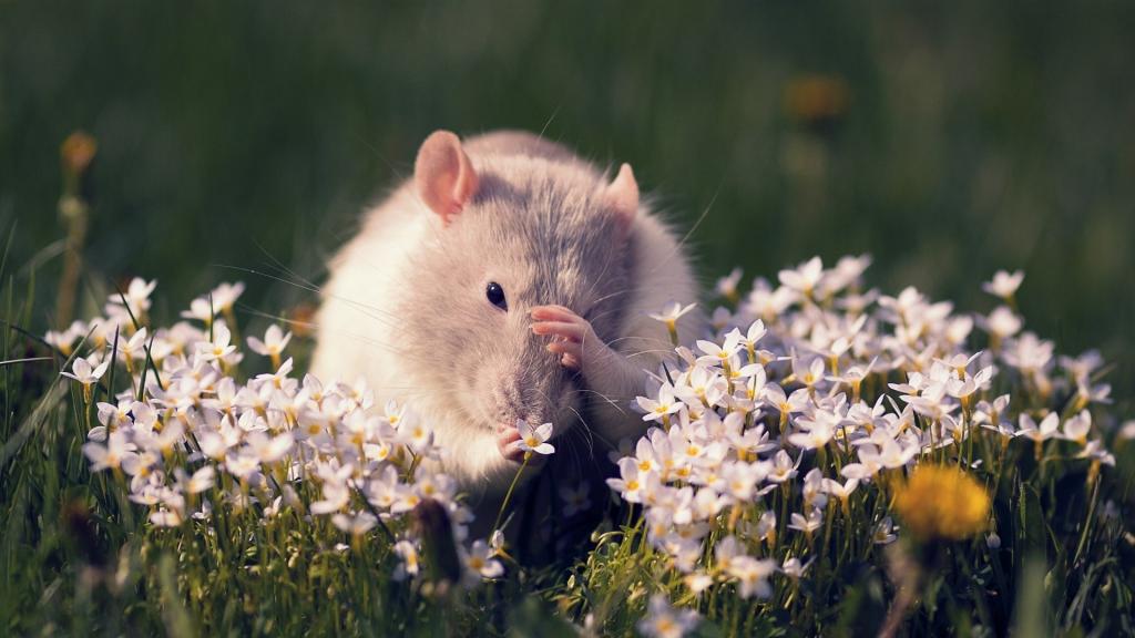 在花之间的领域老鼠